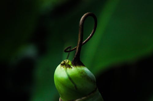 Free stock photo of green