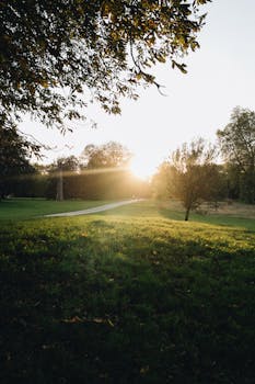 Scenic view of a sunlit pathway through a green park in London during an autumn morning.