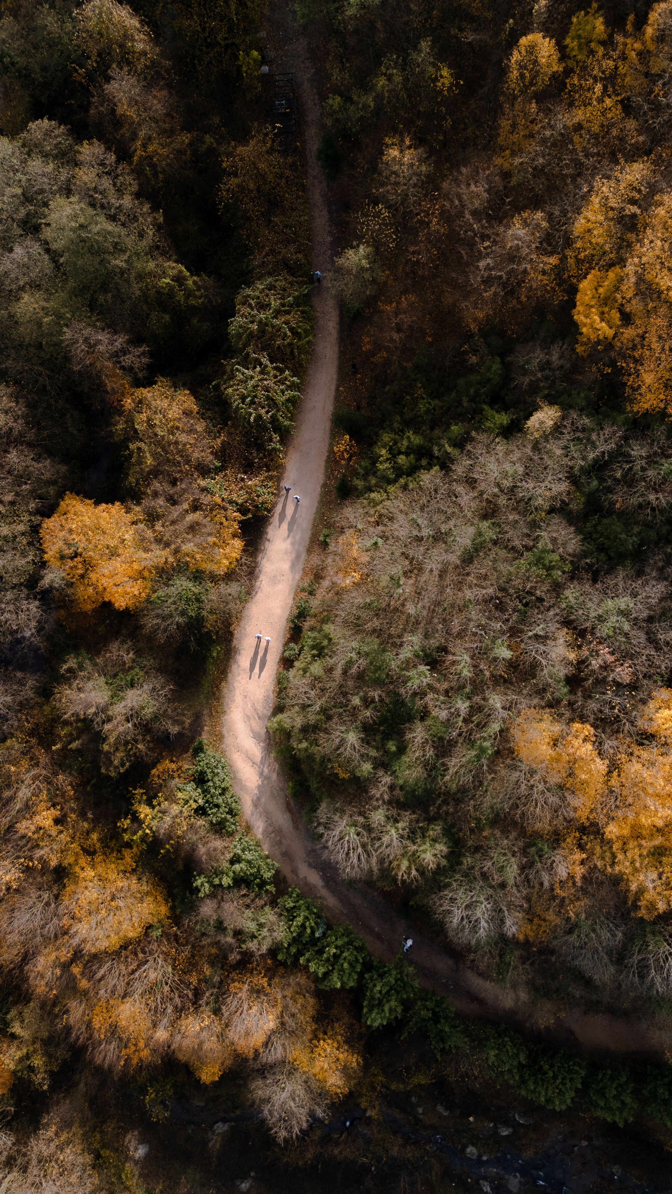 Aerial View of Autumn Forest Trail in Kocaeli · Free Stock Photo