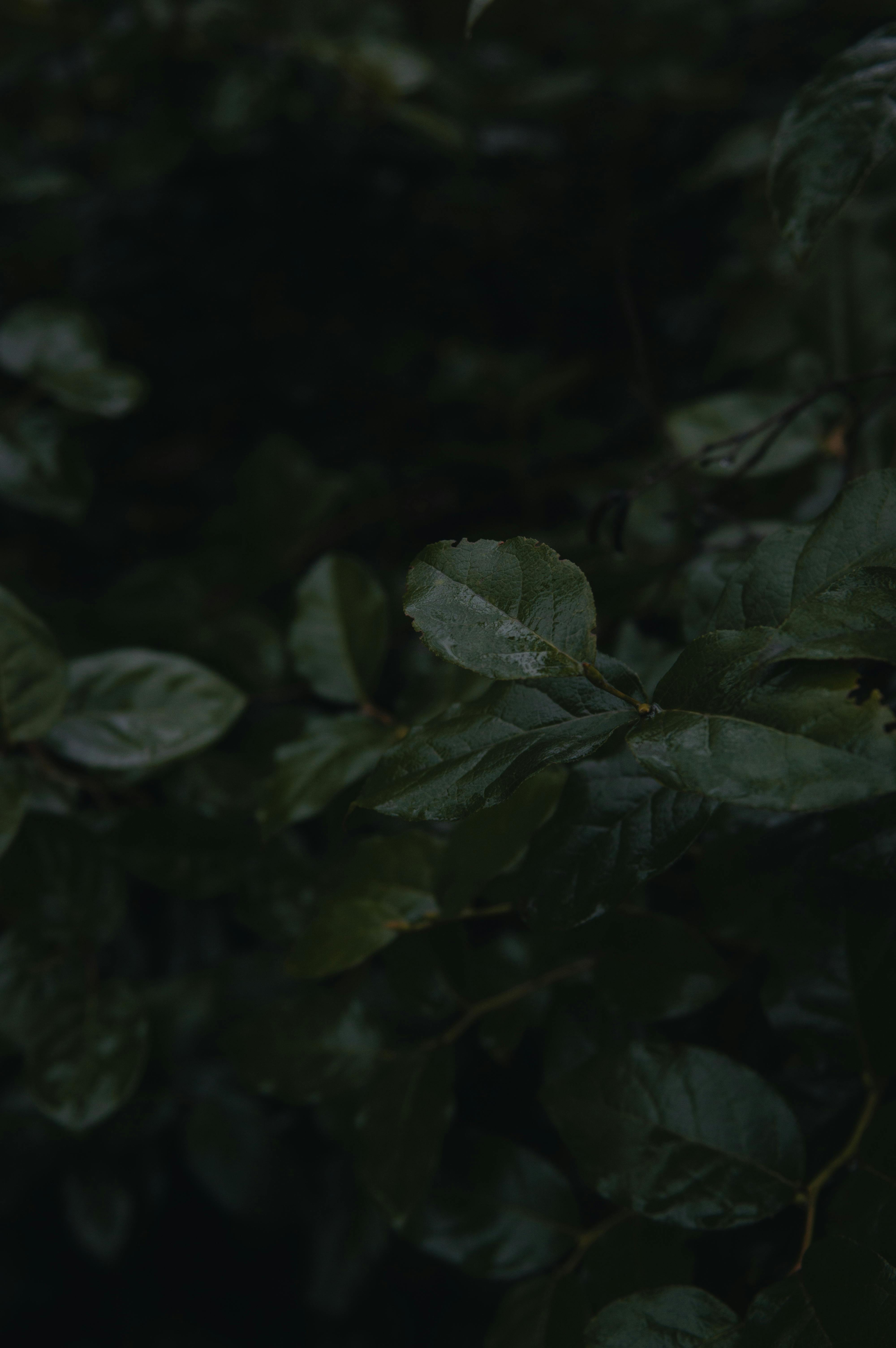 Gratis Vakkert mørkt og humørfylt nærbilde av våte blader med en bokeh-effekt, som fanger naturens rolige eleganse. Arkivbilde