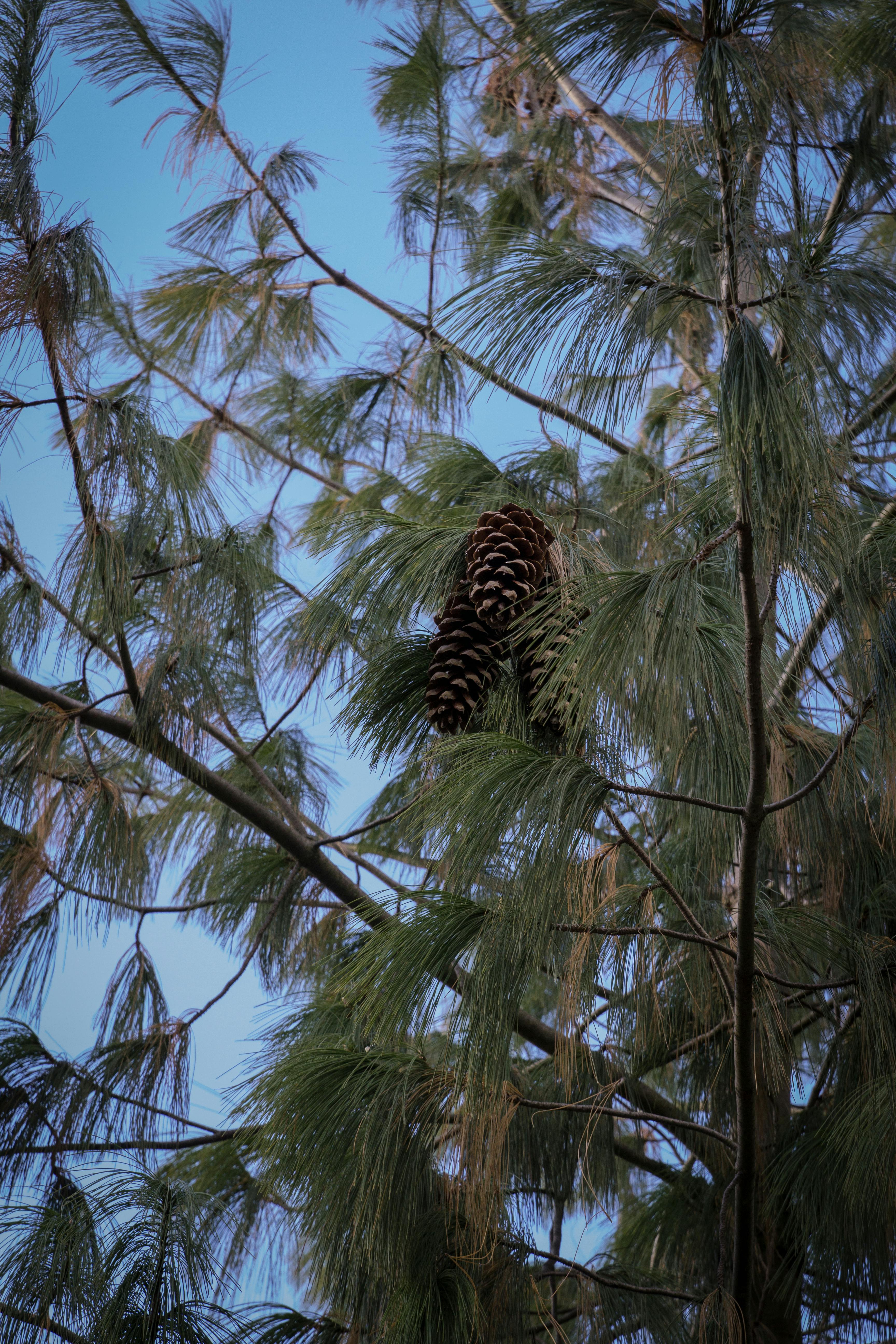 モミ モミの実 モミの木の無料の写真素材