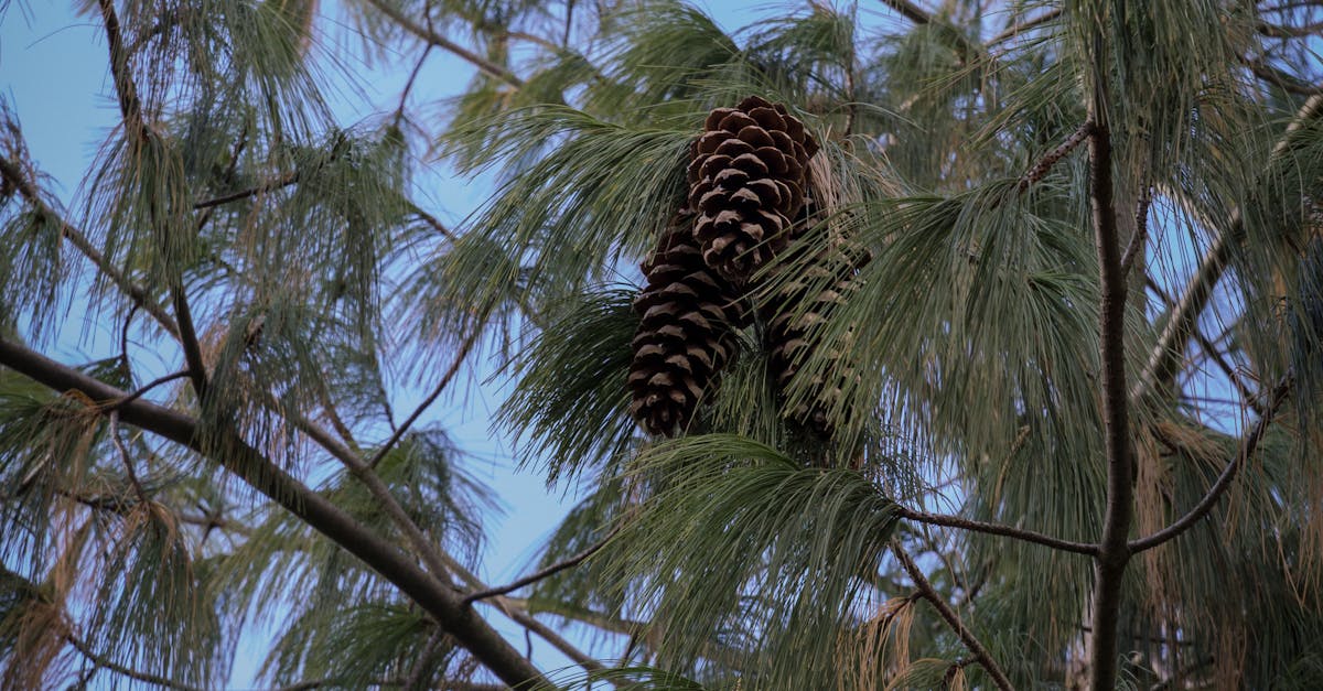 Free stock photo of fir, fir cone, fir tree