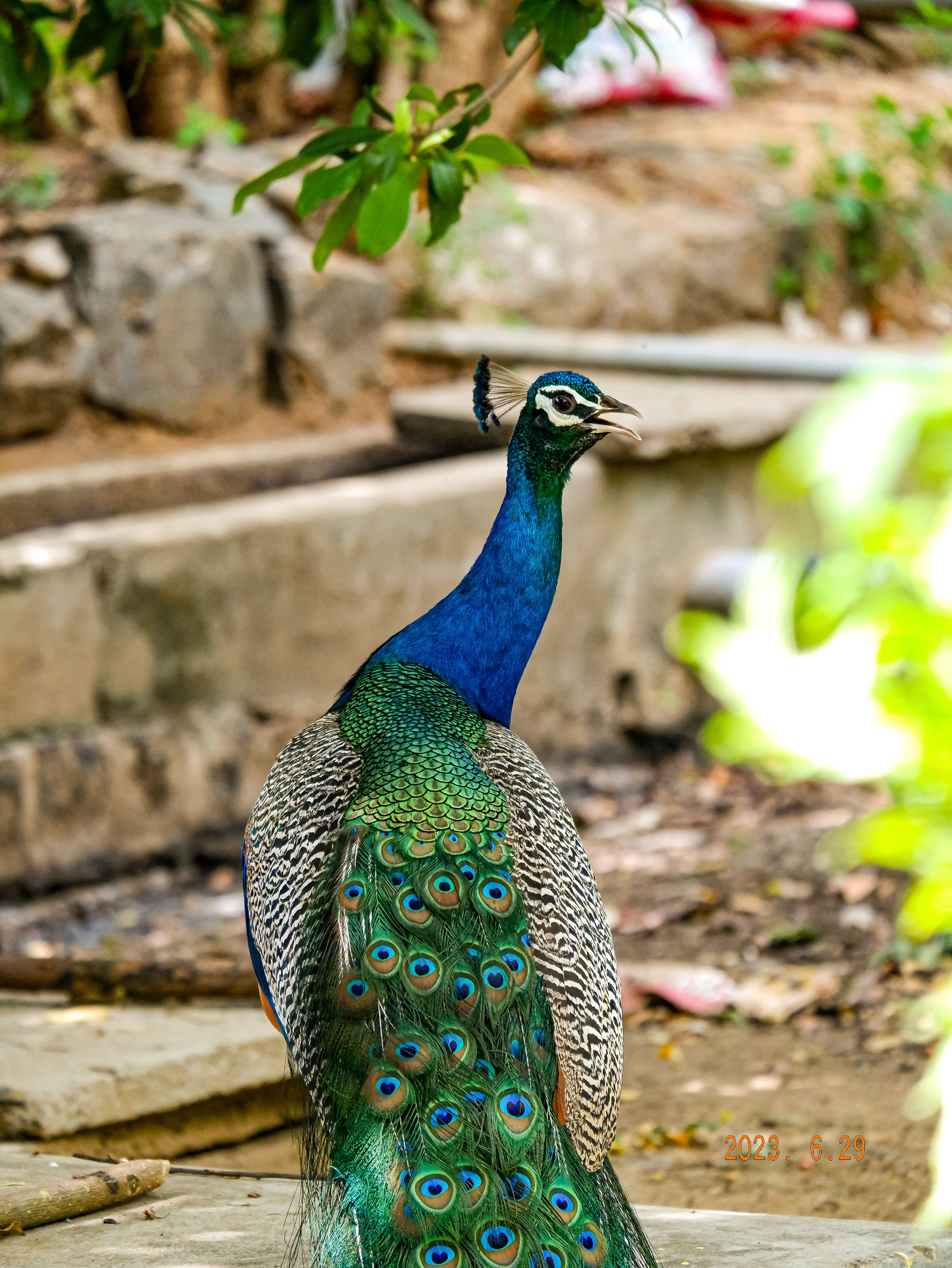 Vibrant Peacock in Natural Habitat · Free Stock Photo