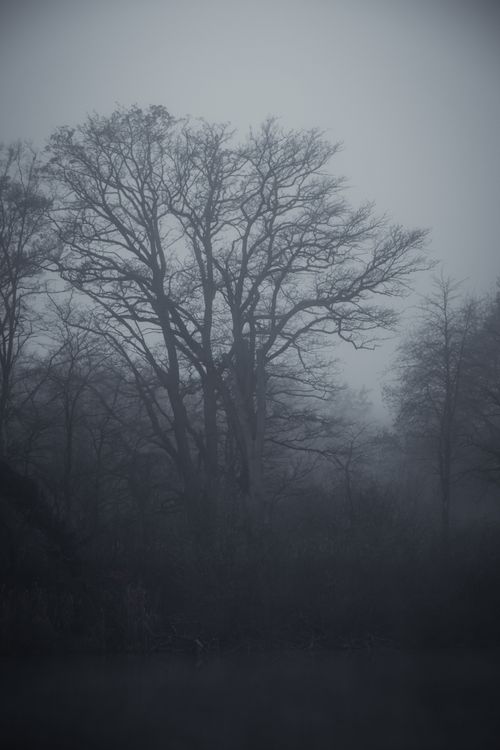 Free A mystical winter landscape in Wörthsee, Bavaria, with fog-covered trees. Stock Photo