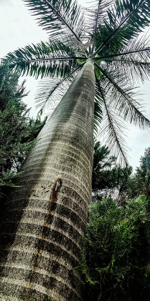 Free stock photo of palm trees