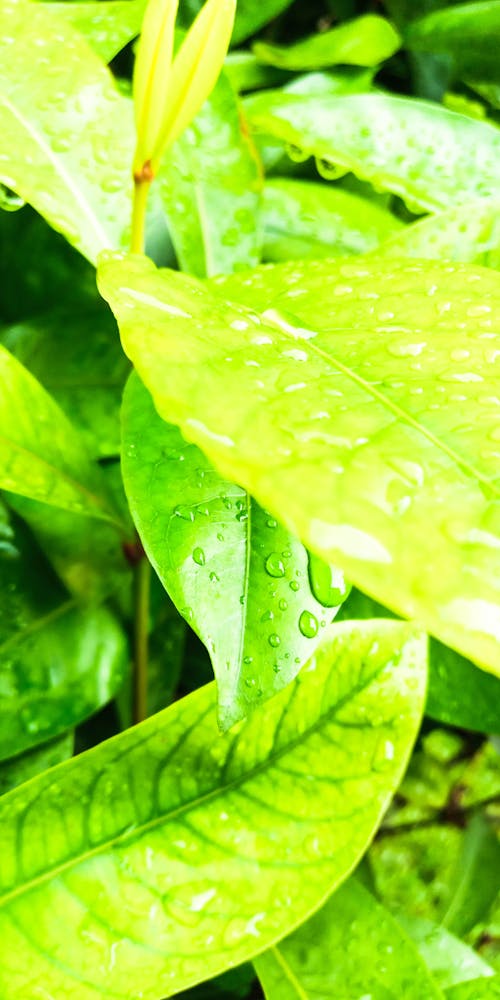 Free stock photo of rain drops