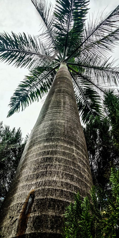 Free stock photo of palm tree