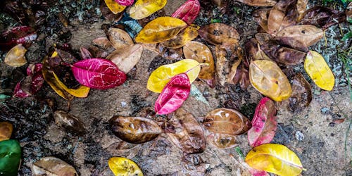 Free stock photo of fallen leaves