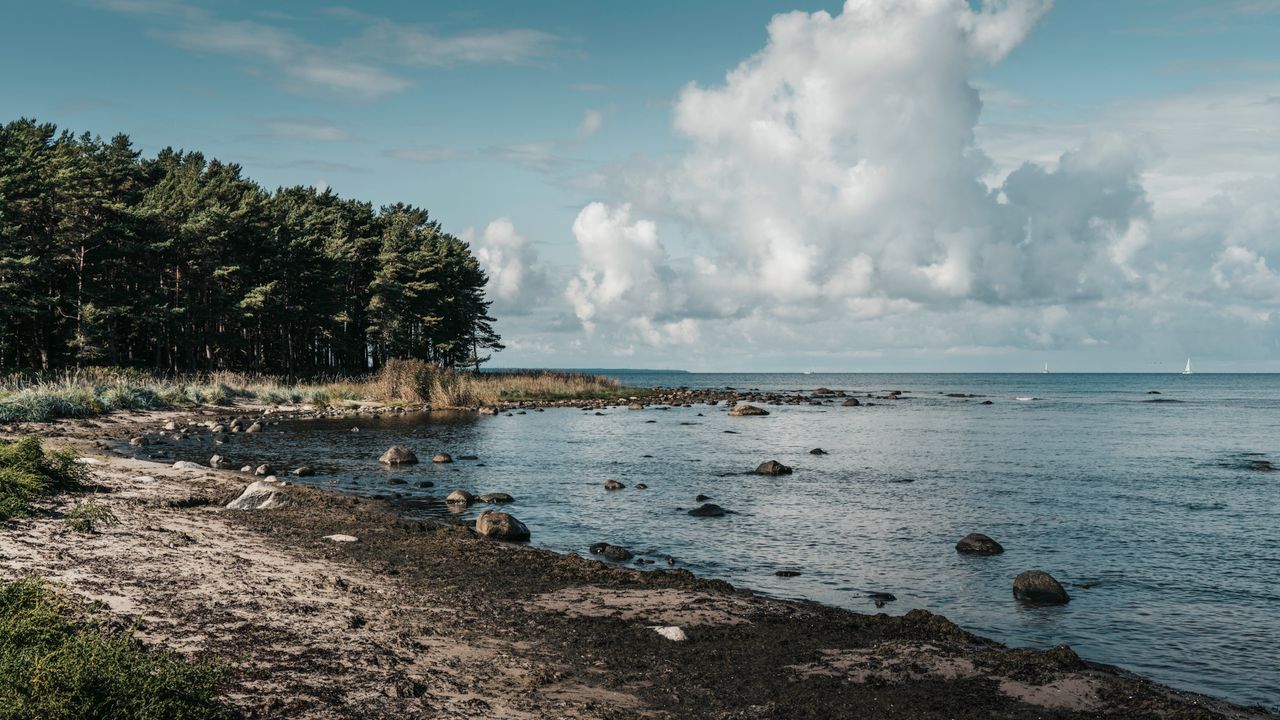 Pines standing over a rocky Baltic shore, the water flat to the horizon under a bright overcast sky