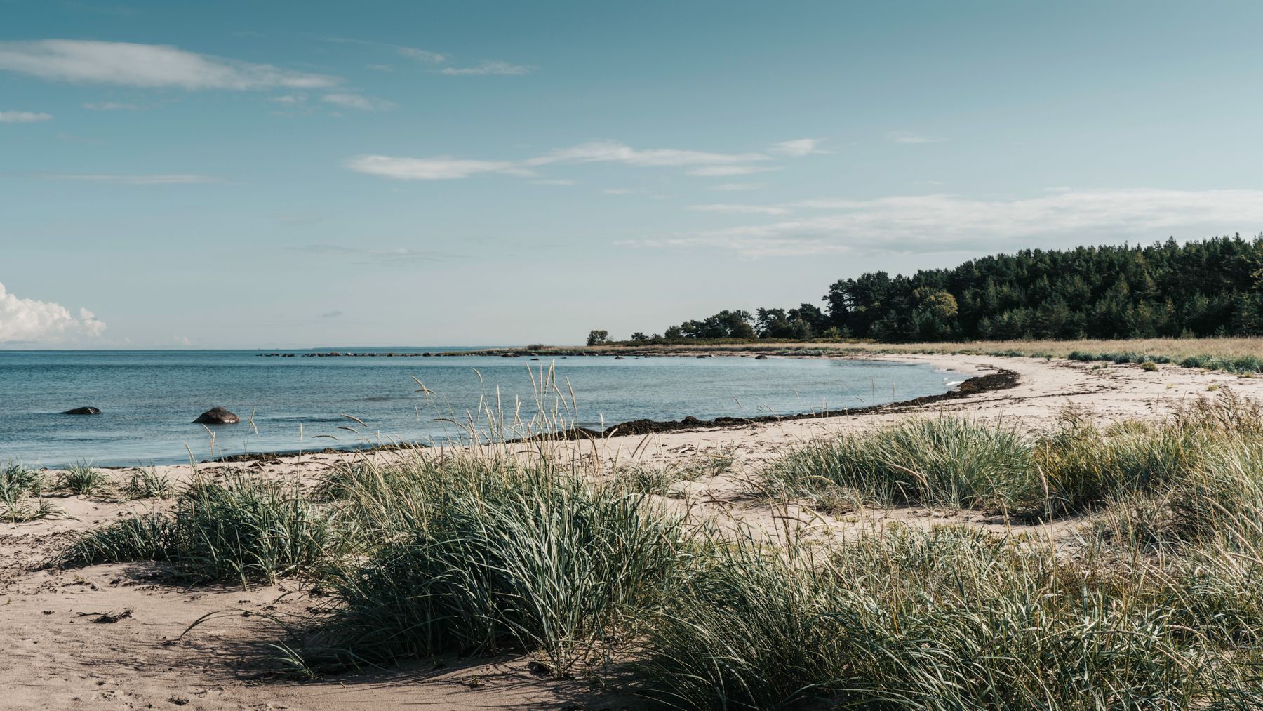 Best Dog-Friendly Beaches and Nature Trails in Estonia: Where Your Pet Can Roam Free