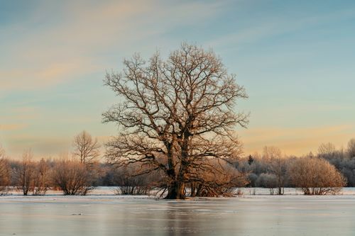 Free A majestic tree stands in a frosty field during an early winter morning in Estonia. Stock Photo