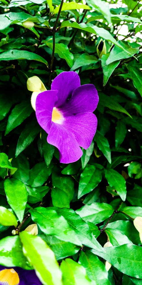 Free stock photo of beautiful flower