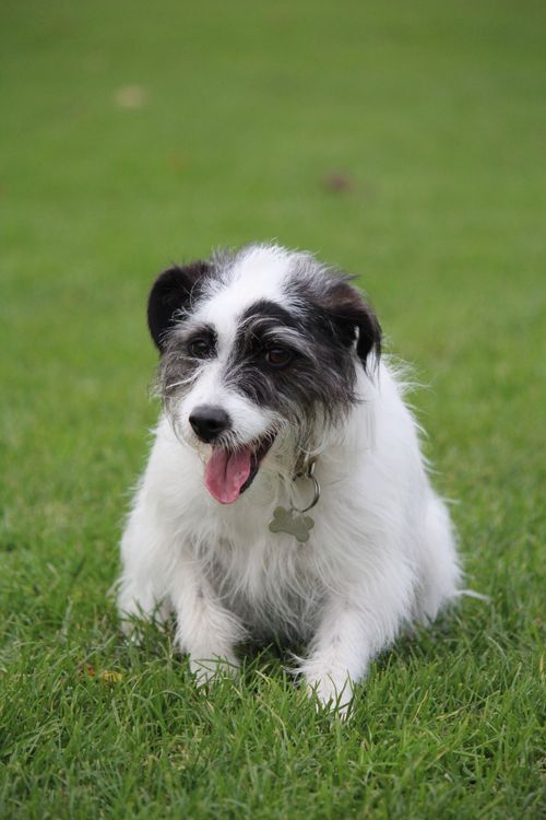 Free A happy black and white dog enjoys a sunny day lounging on fresh green grass. Stock Photo