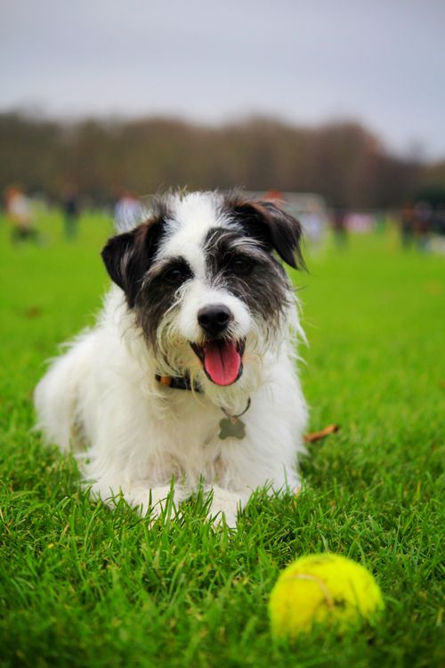 Free A playful dog resting on a green field with a tennis ball during the day. Stock Photo