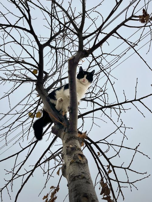 Free A black and white cat perched high on tree branches against a clear sky. Stock Photo