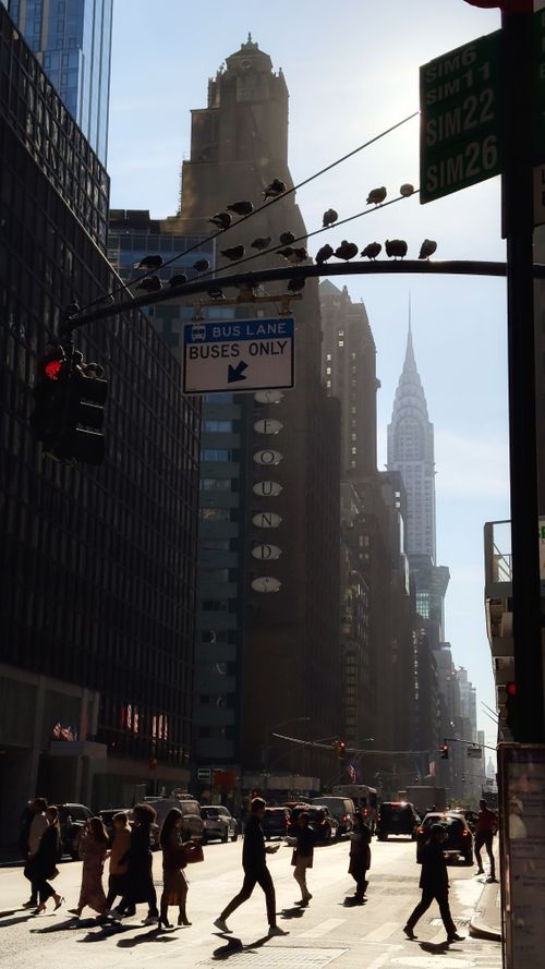 Free Pedestrians crossing in NYC with Chrysler Building in view. Urban commute scene. Stock Photo