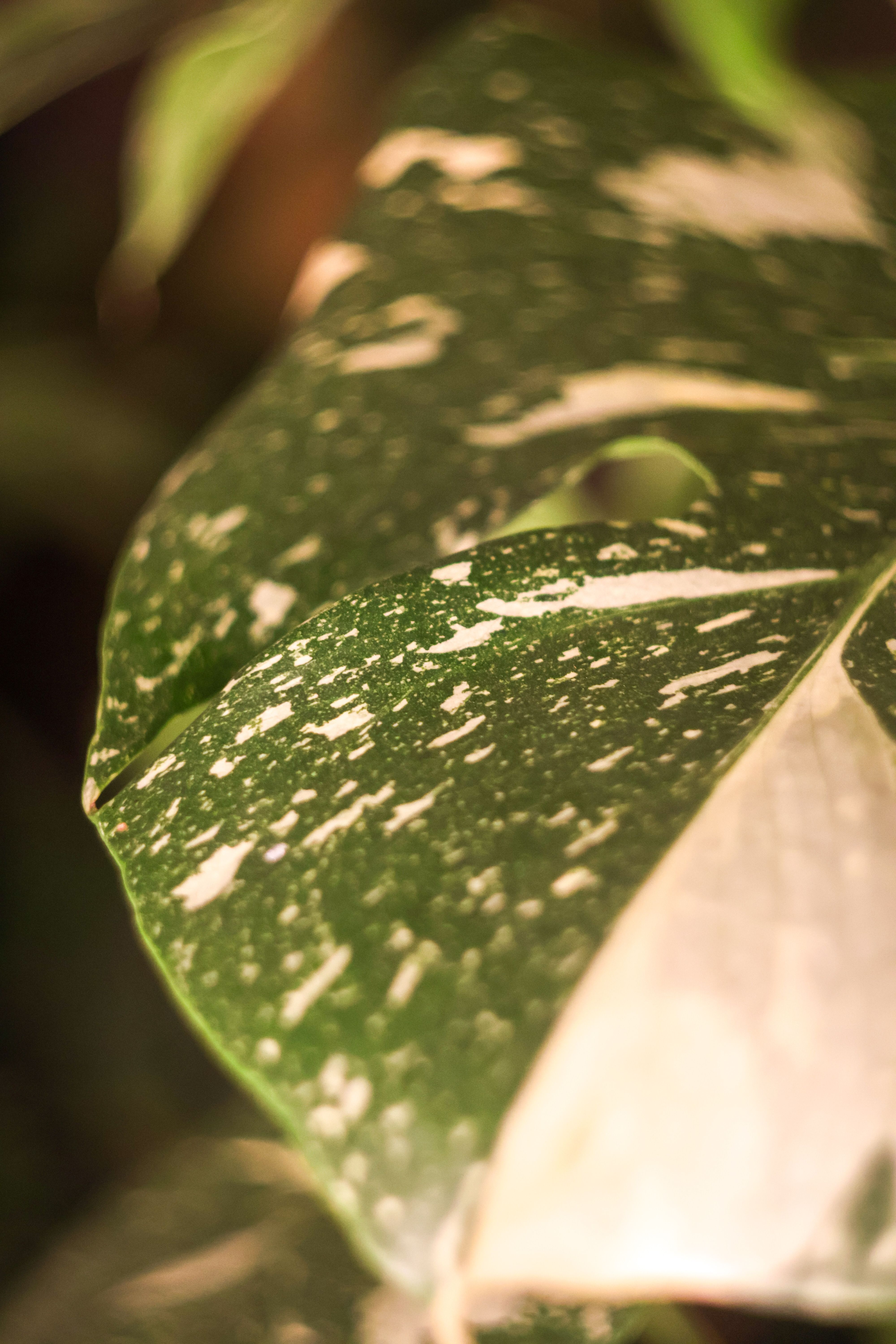 brandtianum philodendron Philodendron brandtianum For Sale|My Home Nature