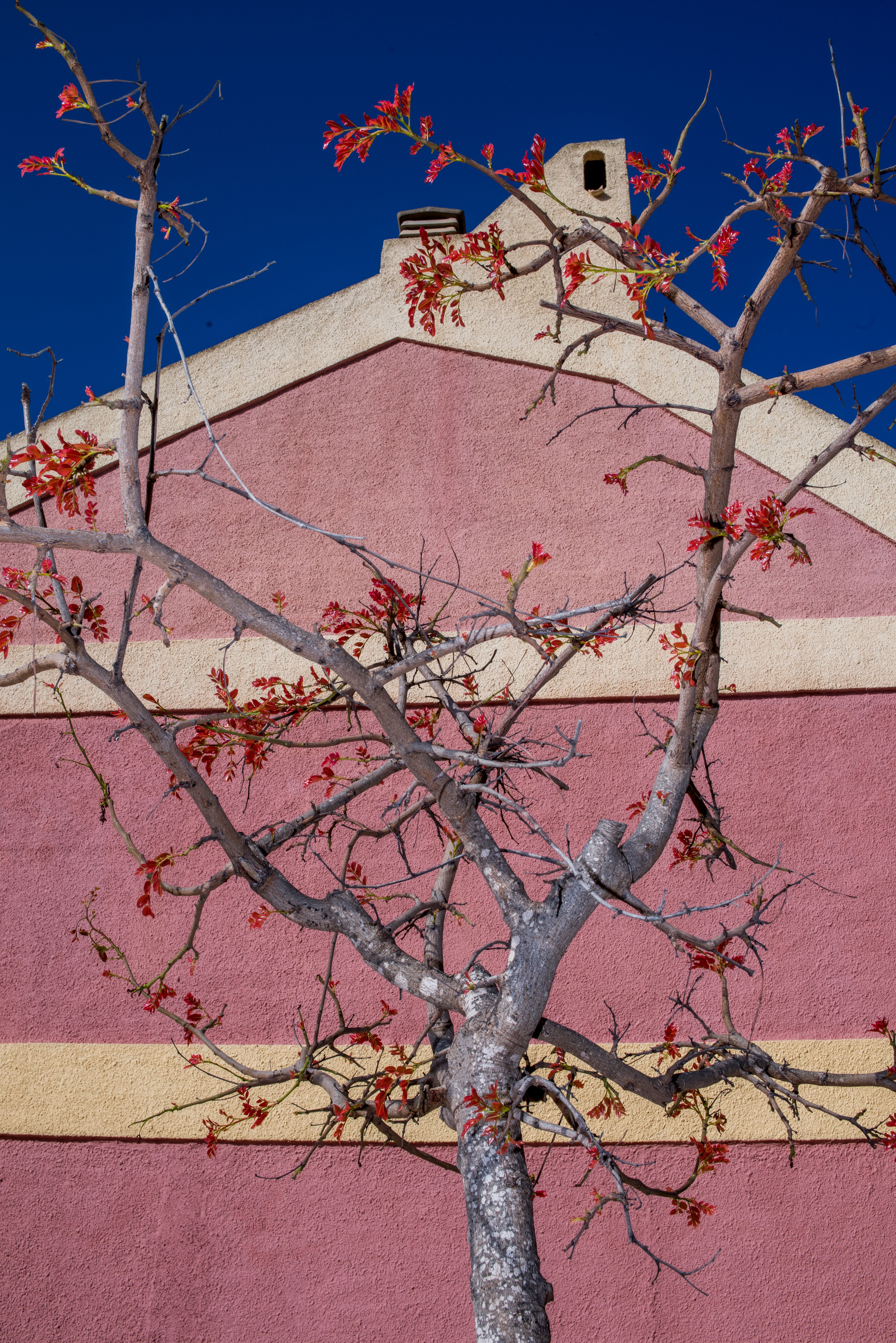 Tree Cb Background Photos, Download The BEST Free Tree Cb Background ...