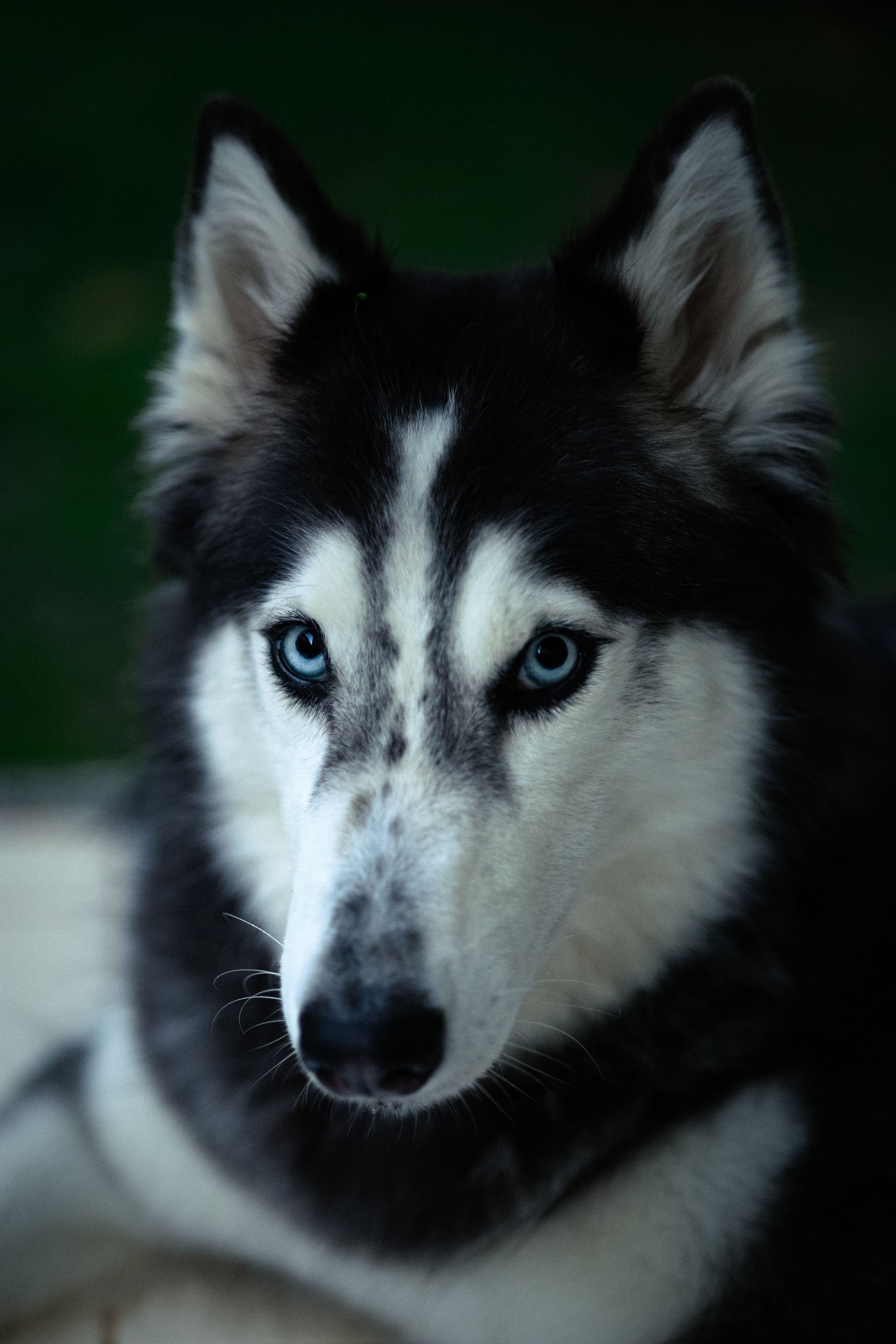 Primer Plano De Un Husky Siberiano Con Llamativos Ojos Azules · Foto de ...