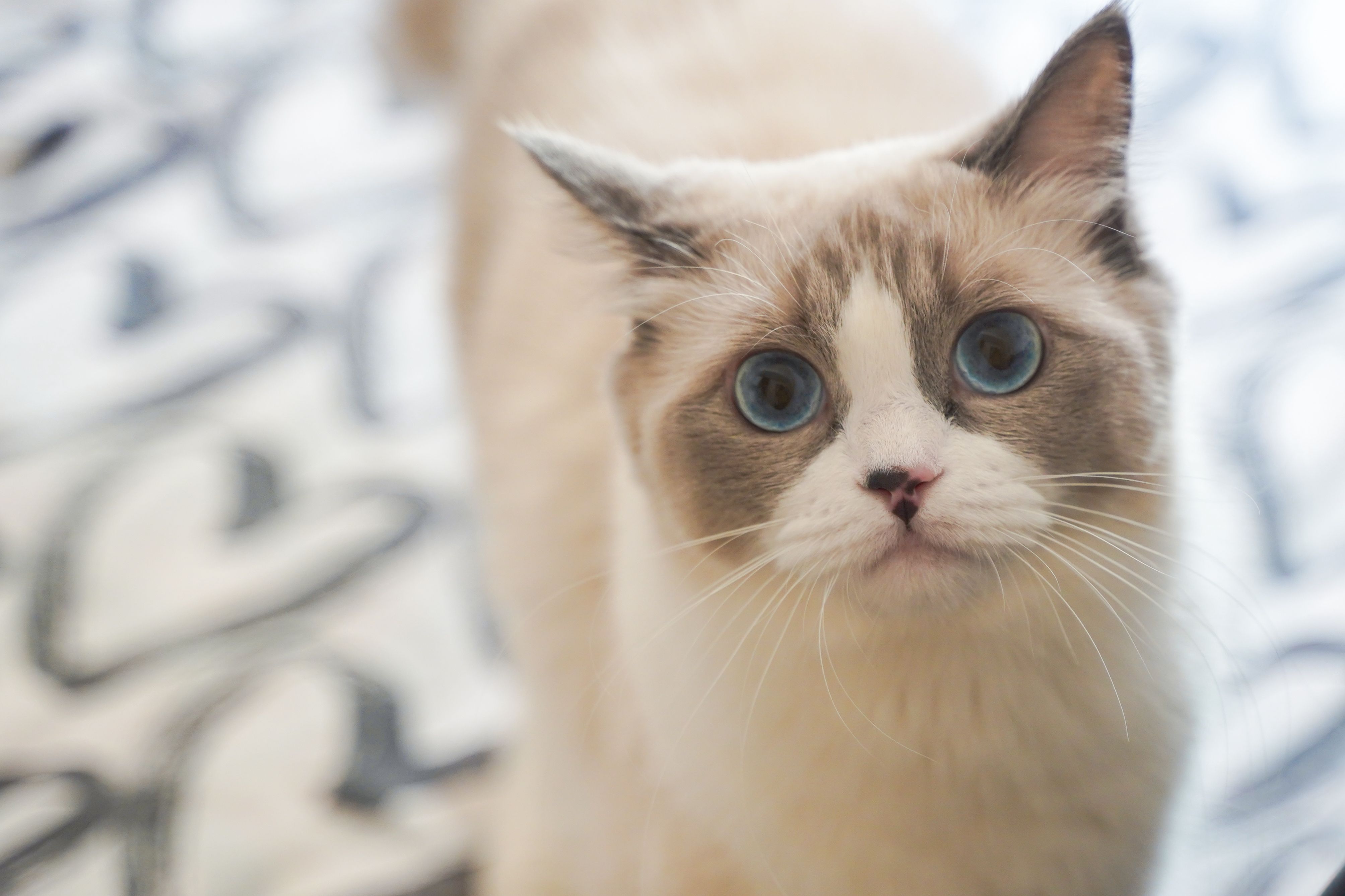 Portrait of a cat at a veterinary clinic