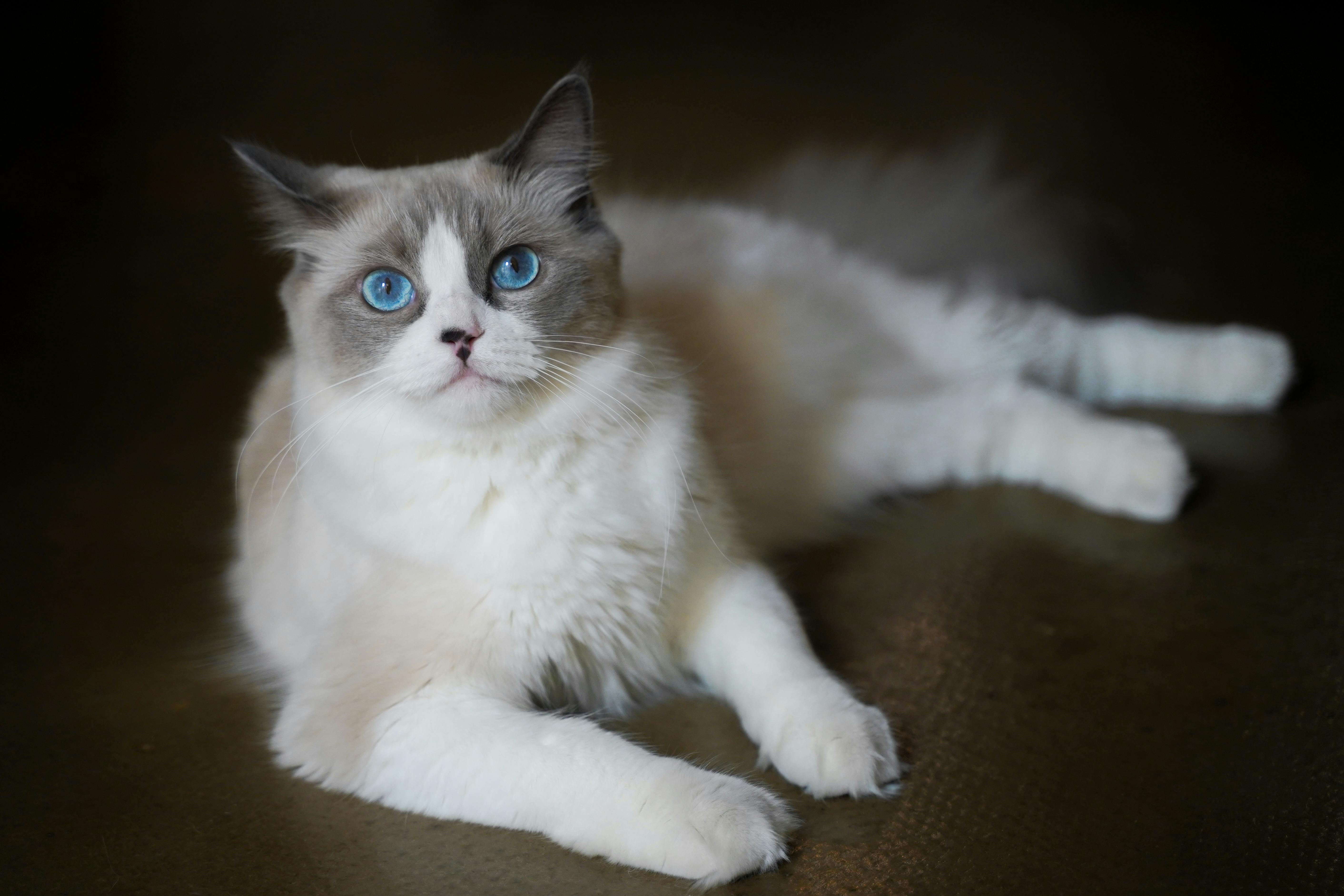 Adorable Ragdoll cat lying on the floor, showcasing its captivating blue eyes and fluffy fur.