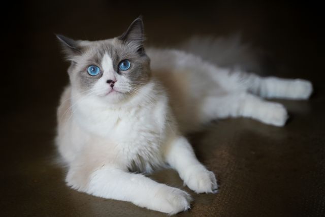 A Ragdoll resting on the floor: resting breaths are where owners catch pneumonia early