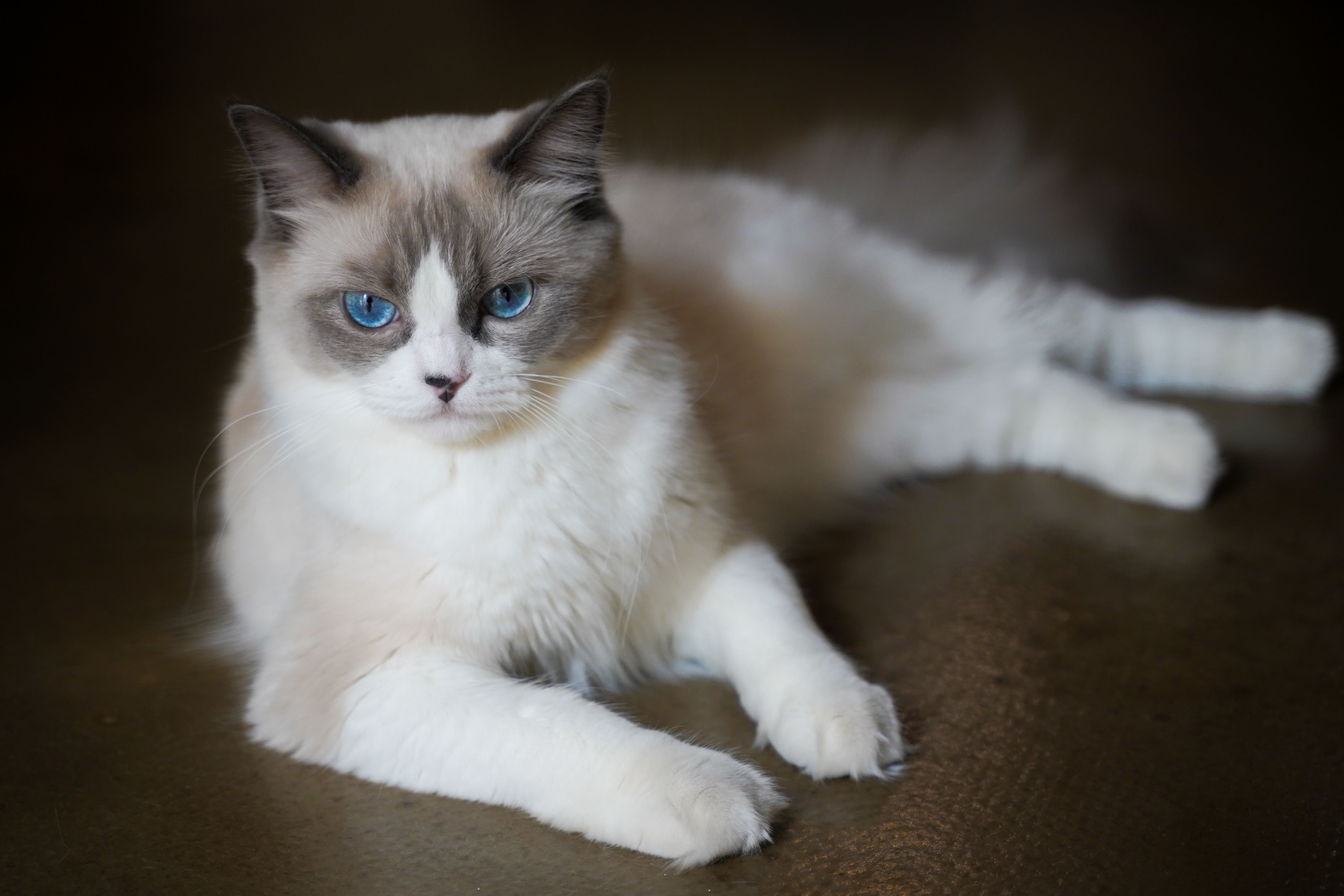 Mèo Ragdoll Lông Xù Với đôi Mắt Xanh Nổi Bật Thư Giãn · Ảnh có sẵn miễn phí