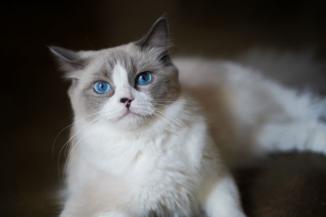 A relaxed blue eyed Ragdoll, wellness you can see at rest