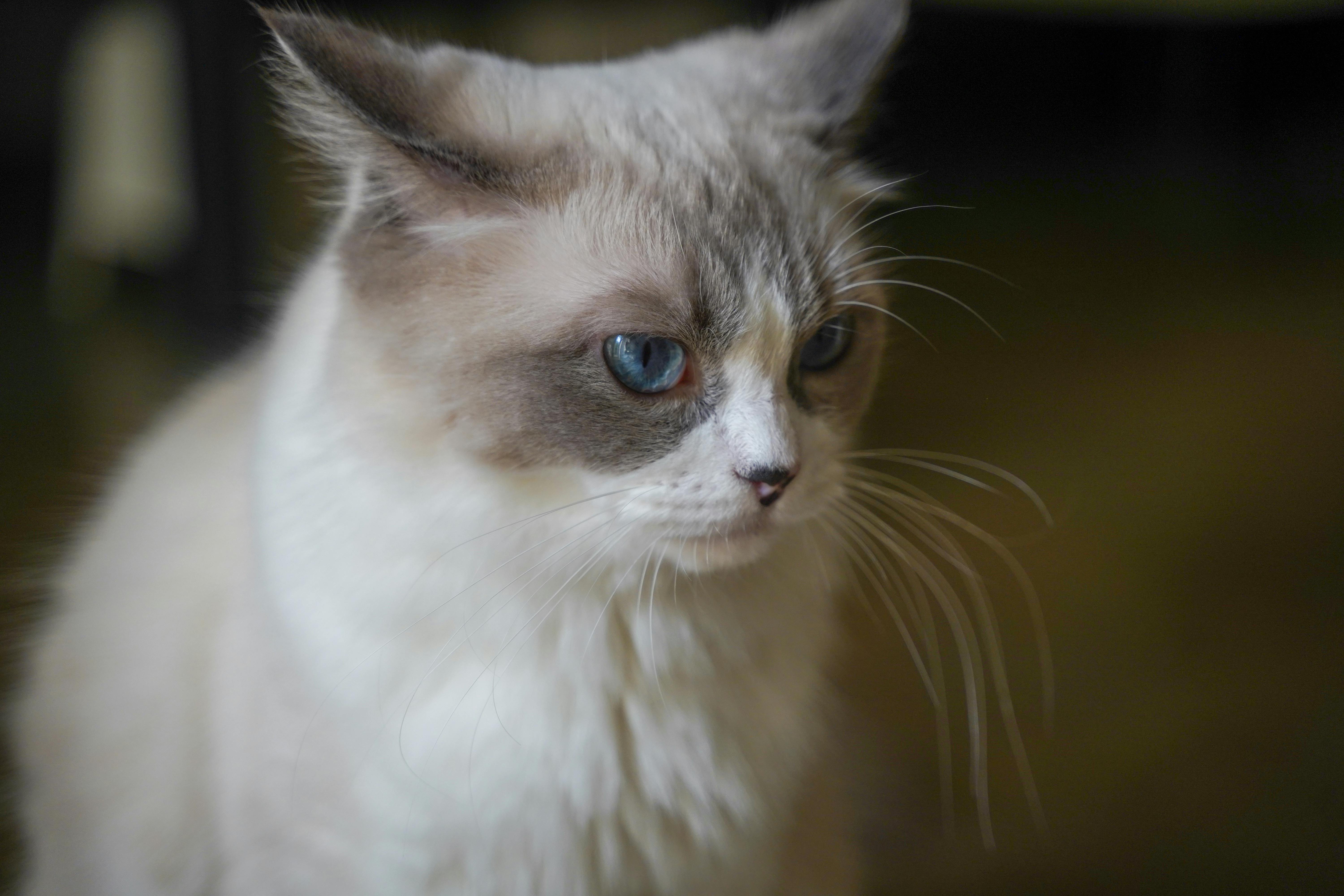 Ragdoll — pisica ideală pentru apartament