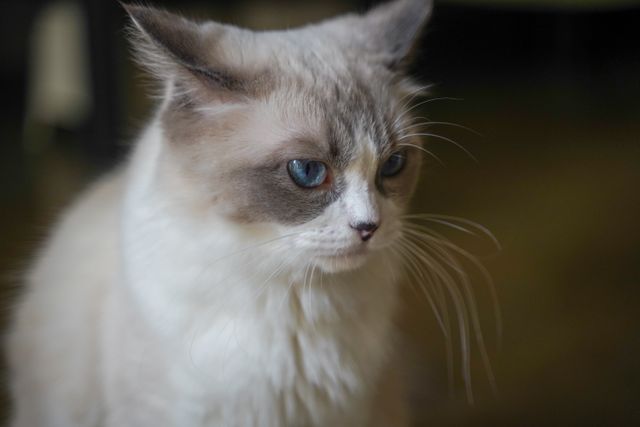 A serene Ragdoll gaze, the calm that spaying restores year round