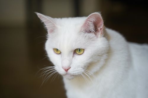 Free A serene close-up photograph of a white cat with striking yellow eyes, gazing thoughtfully. Stock Photo