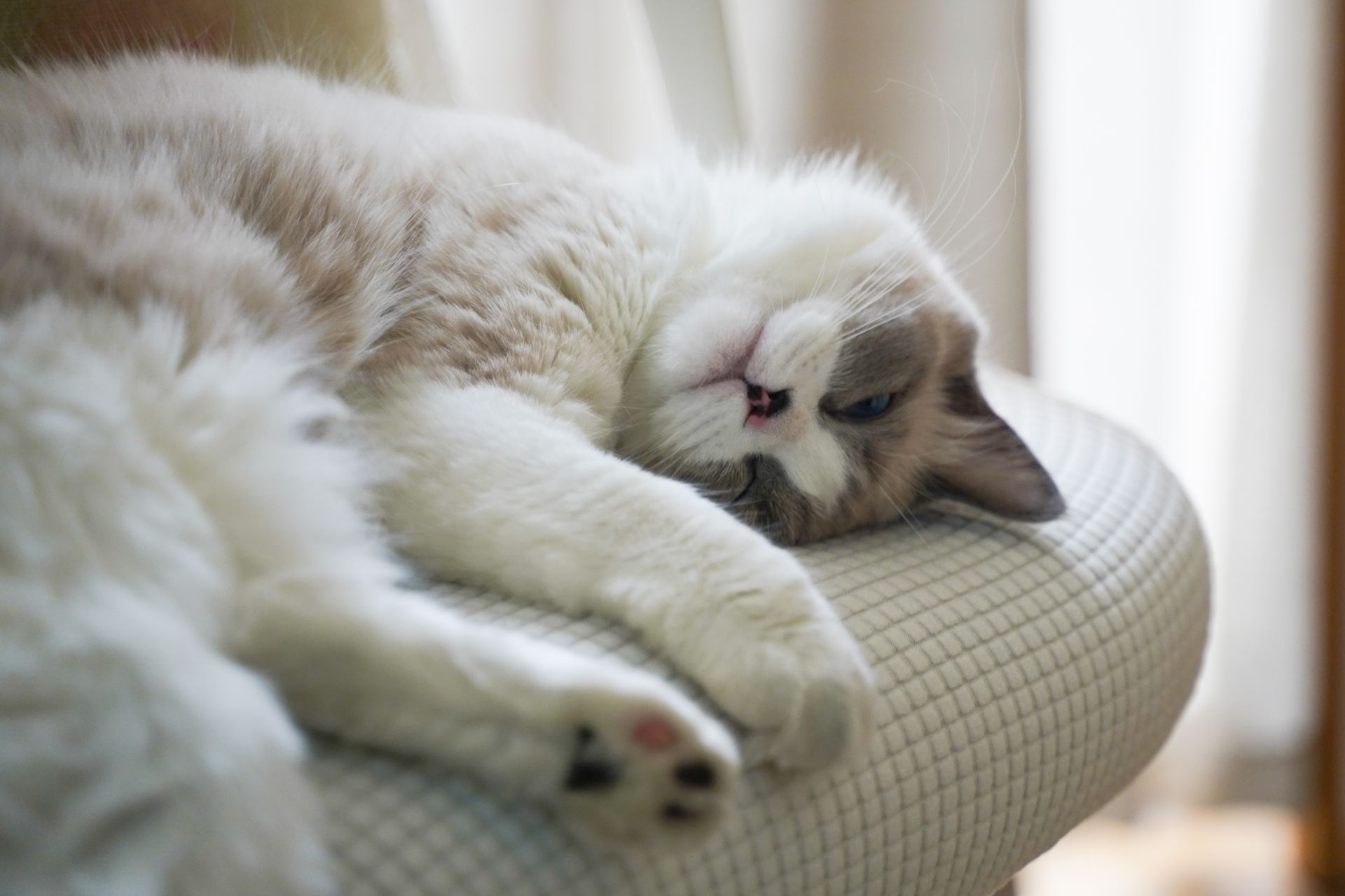 A serene Ragdoll cat lying comfortably on a cushioned chair indoors, enjoying a peaceful moment.