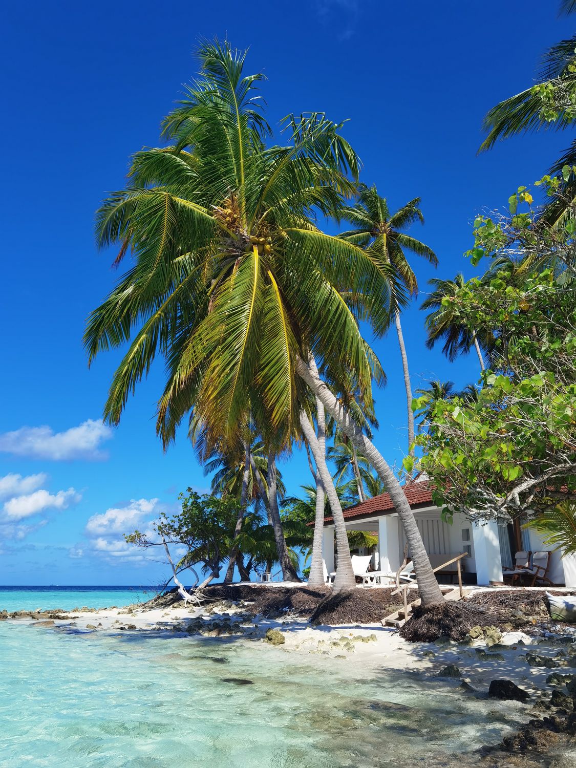 Tropical Beach Paradise with Palm Trees and Clear Ocean · Free Stock Photo