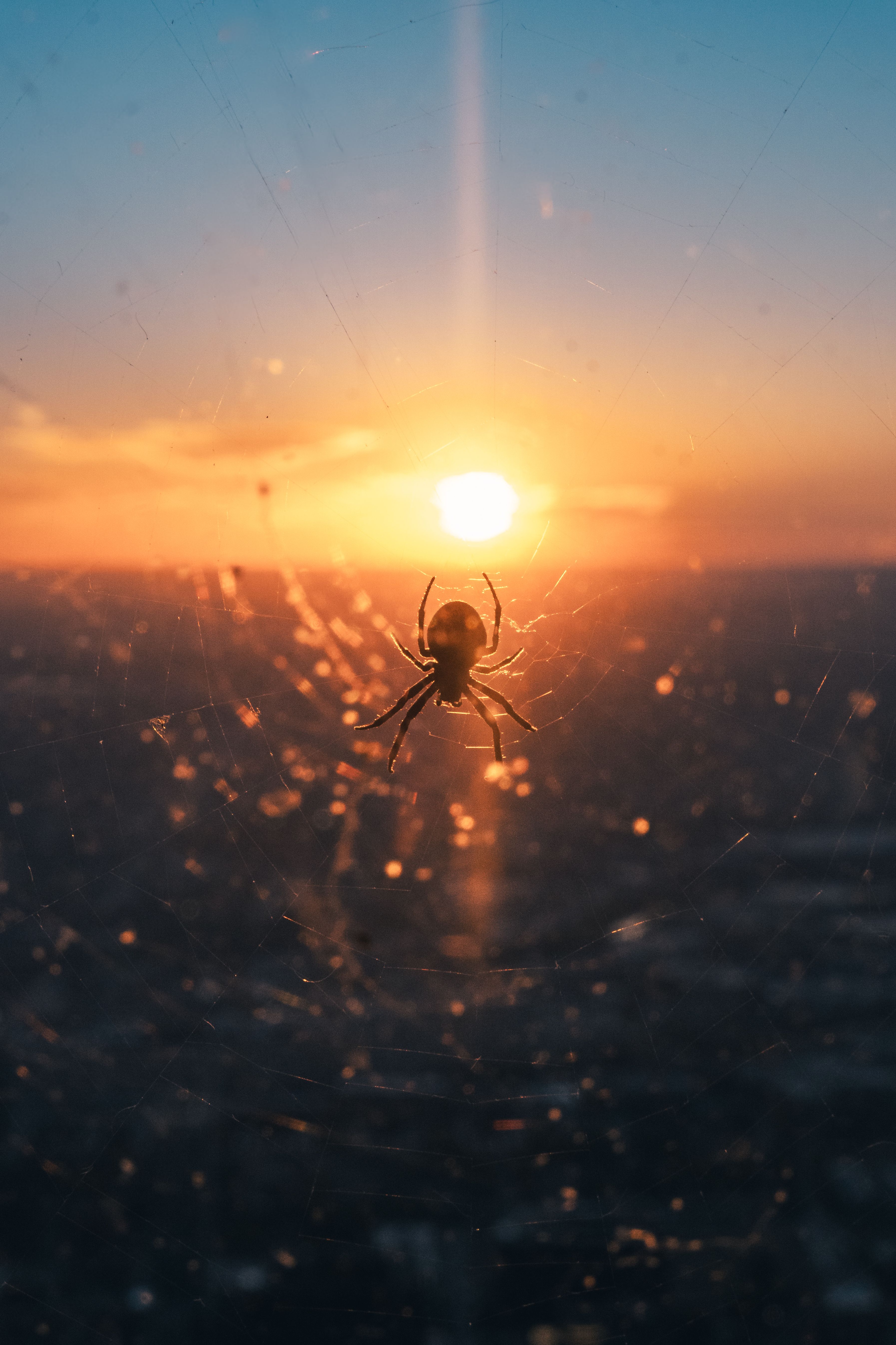 Spider Silhouette at Sunset on Web · Free Stock Photo