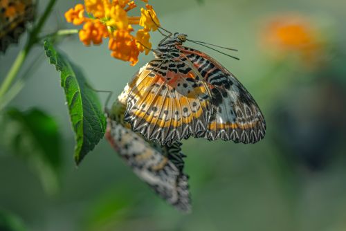 Free Detailed photo showcasing a vibrant butterfly perched on an orange flower, highlighting its intricate wing patterns. Stock Photo