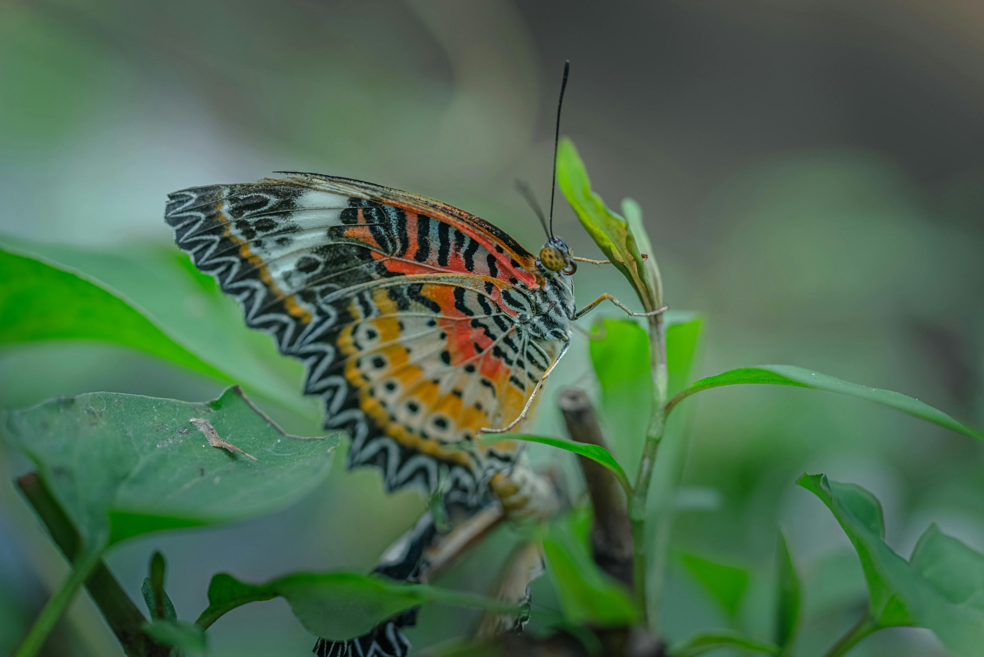 Zadarmo Detailný záber na motýľa zlatoočka sediaceho na zelenom lístí a ukazujúceho farebné krídla. Fotka z fotobanky