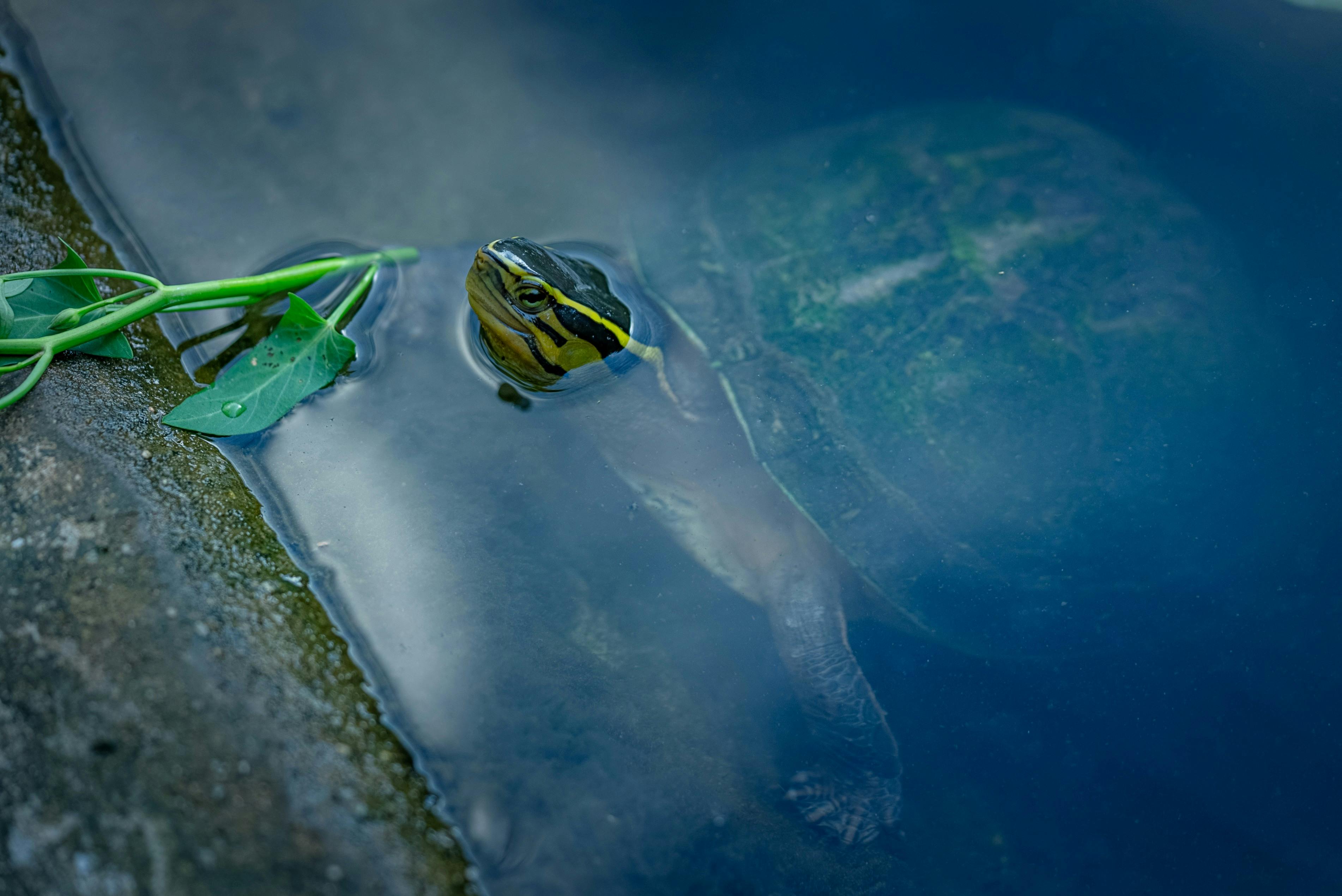 Безкоштовне Спокійний крупний план черепахи з жовто-смугастою мордочкою, що плаває біля водних рослин. стокове фото