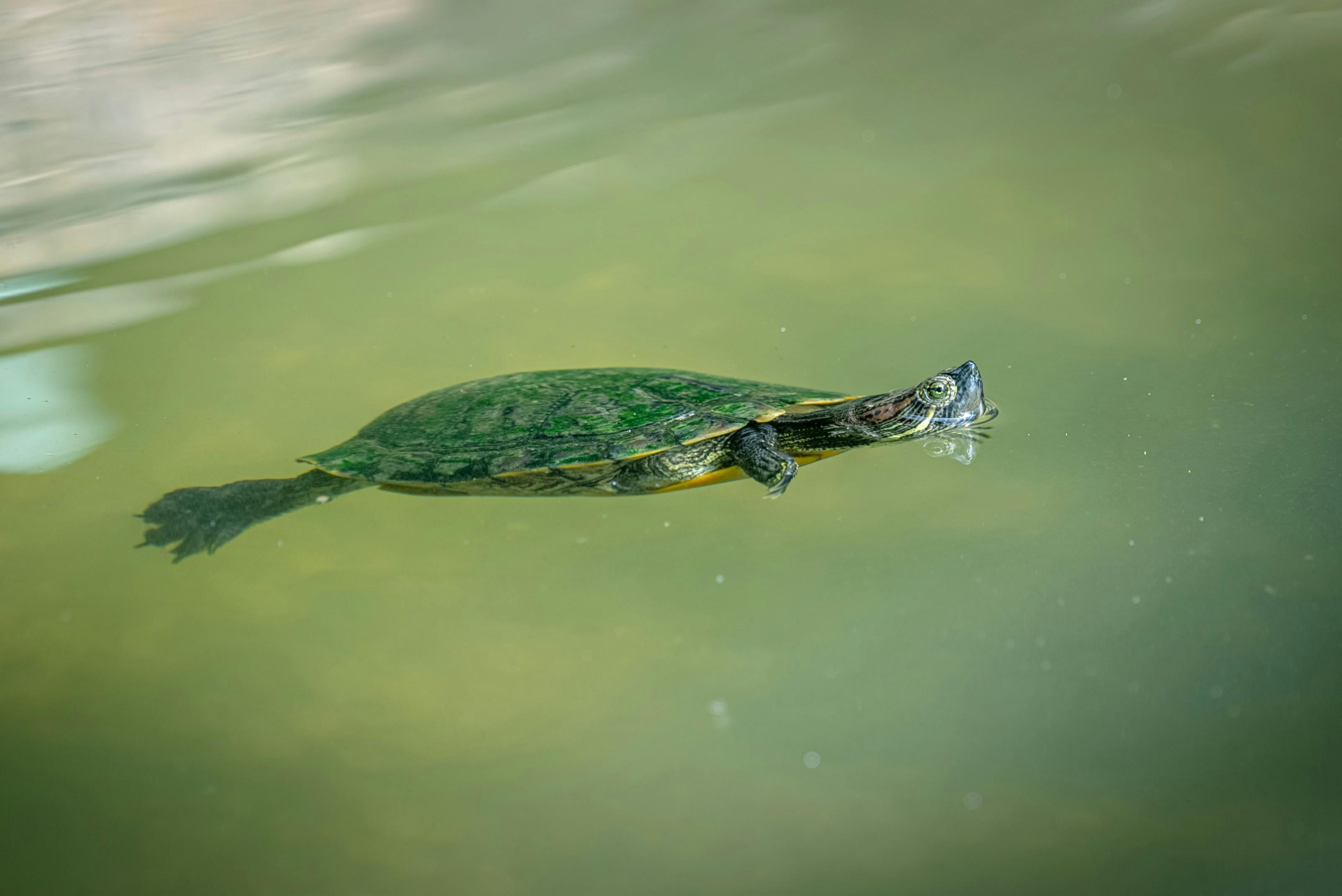 免费 一只海龟平静地漂浮在平静的水面上，展现着它宁静的水生生活。 素材图片
