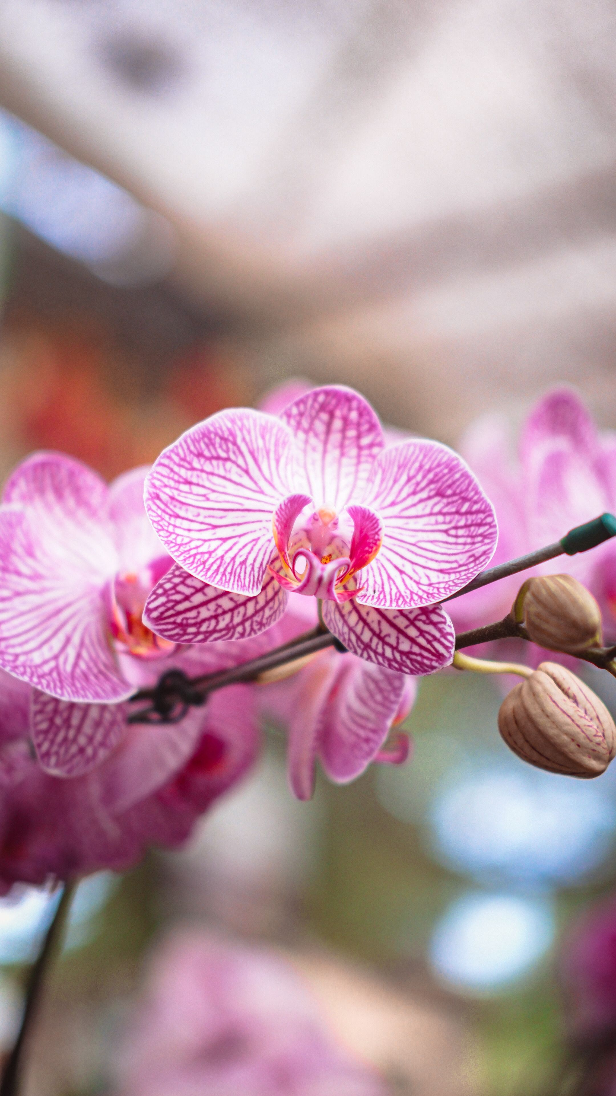 Las orquídeas y plantas endémicas que destacan por su valor ecológico y ornamental