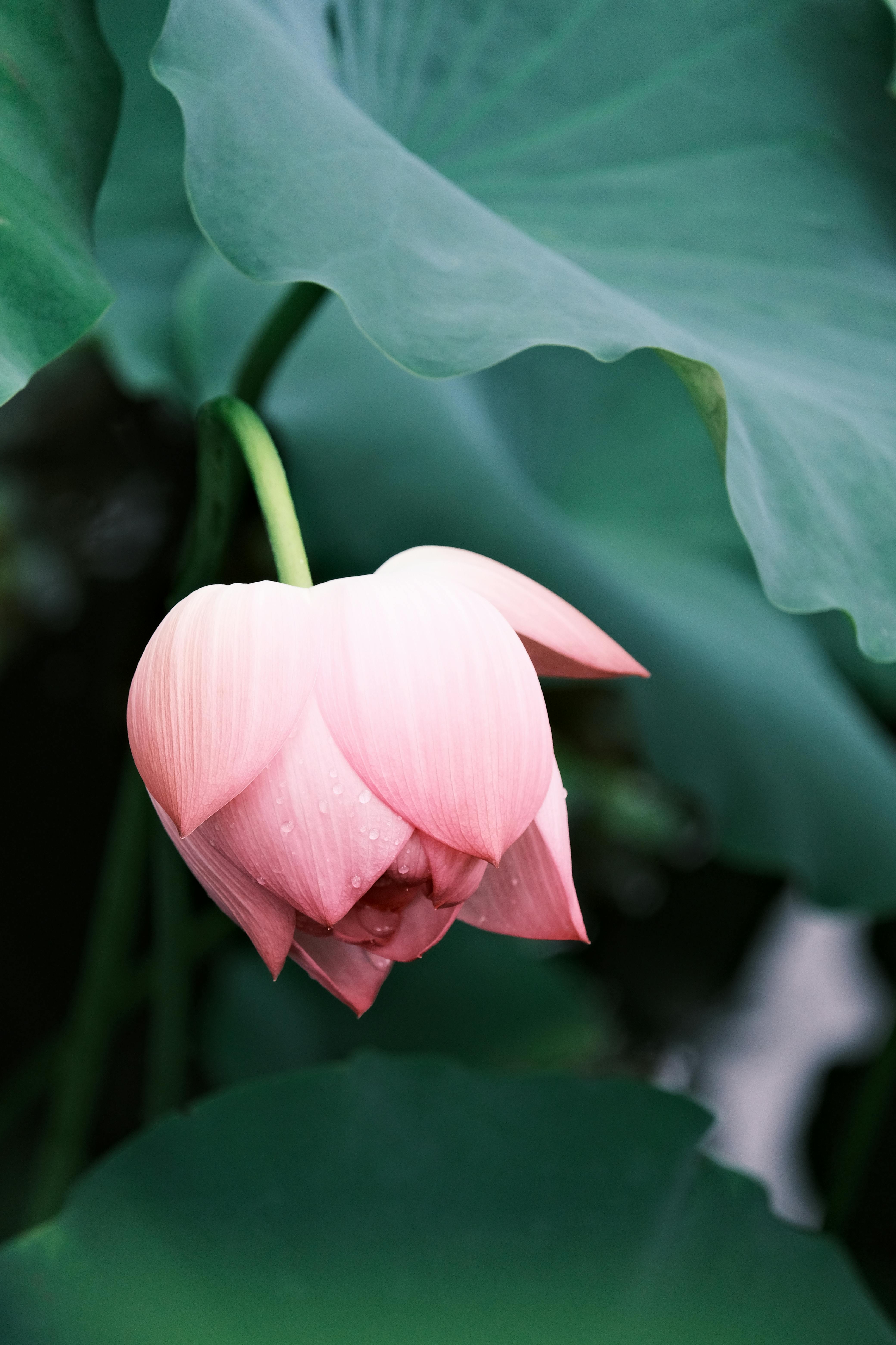 Close-up of a pink lotus flower in summer with dewdrops on petals.