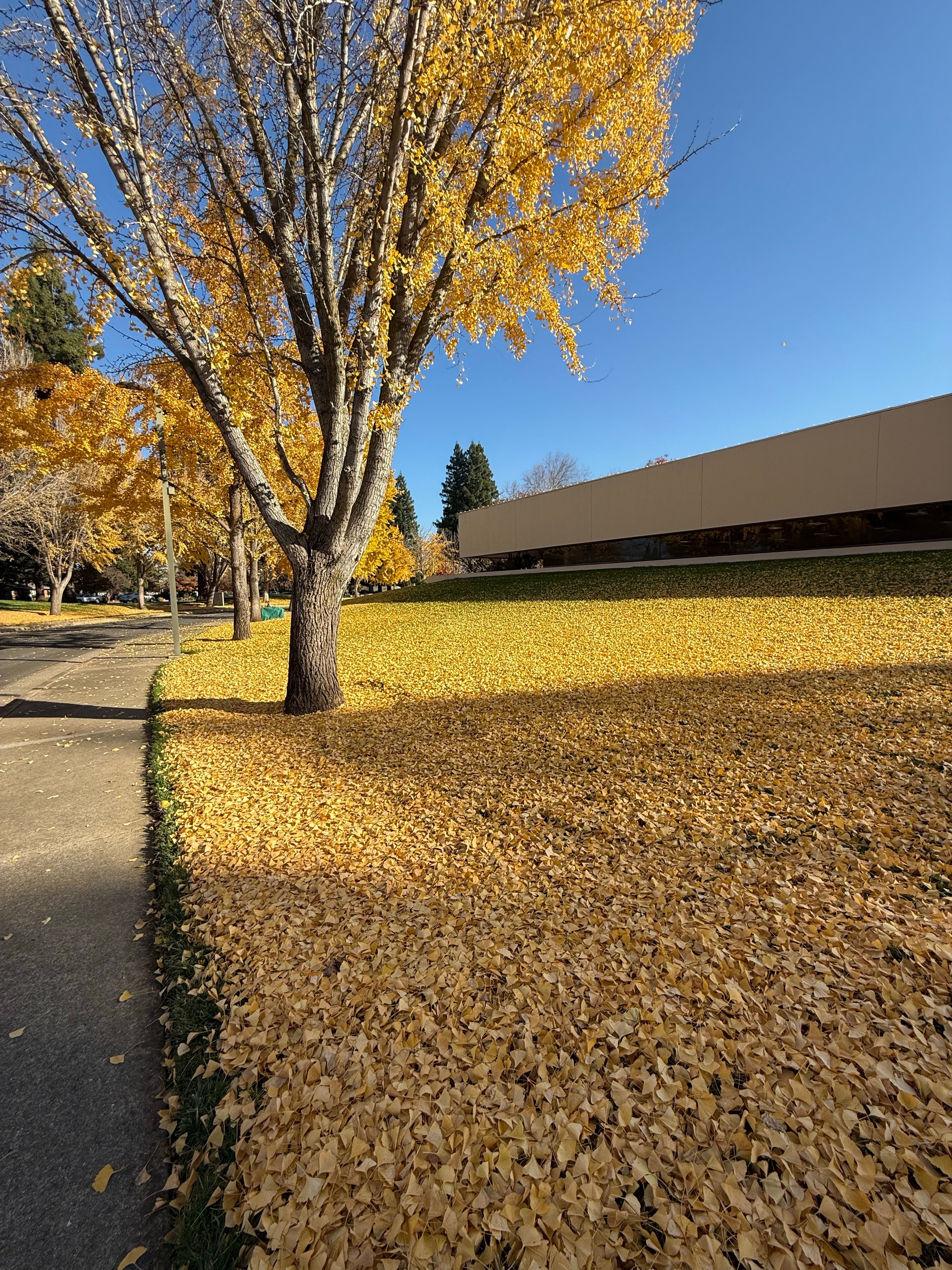 A picturesque autumn scene with golden leaves covering the ground and a tree under clear blue skies.