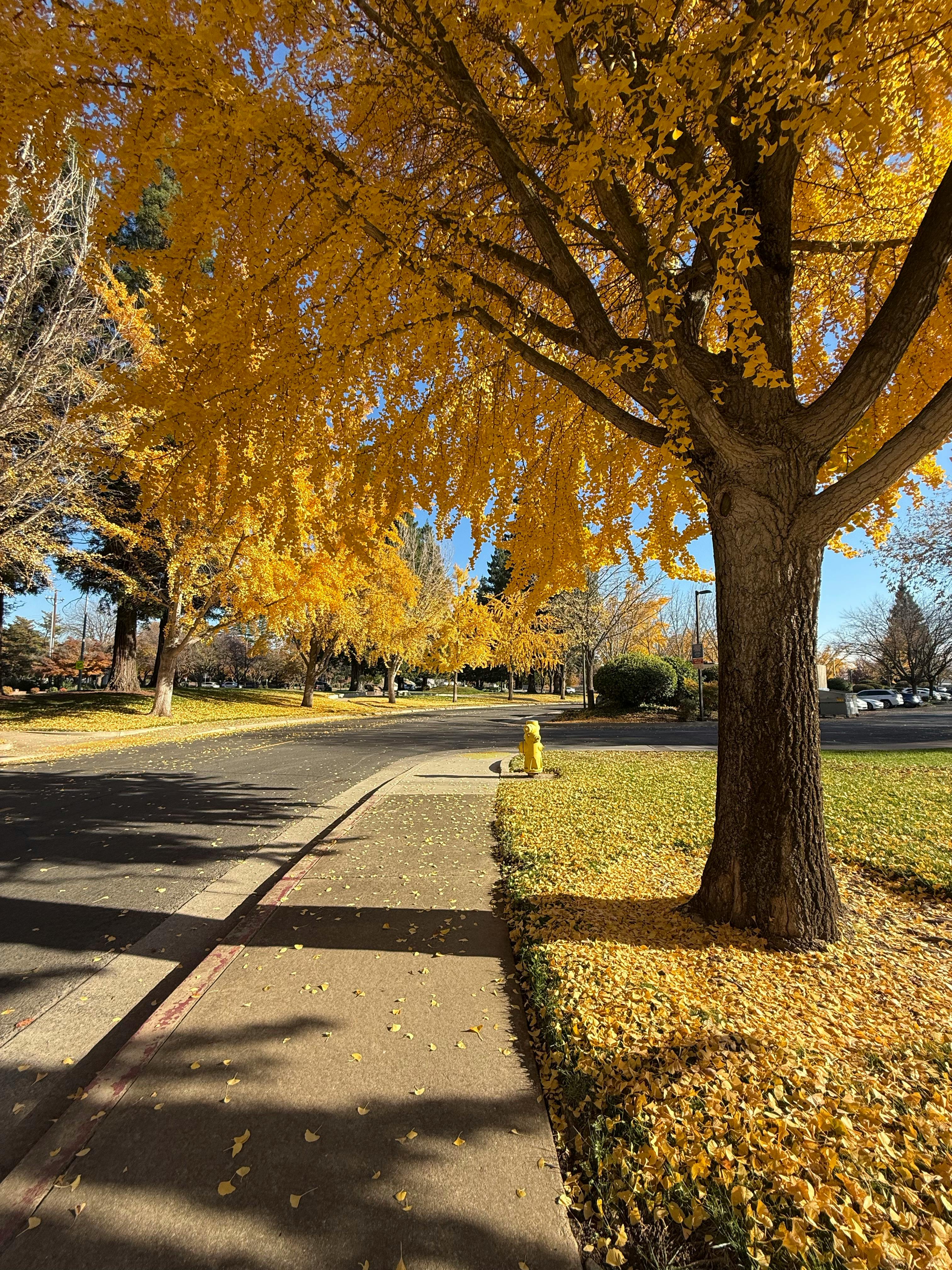 From “trash fish” to trend: Why spotlighting underused species could be smart, sustainable content