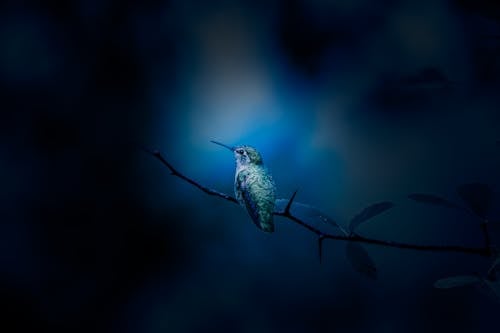 Free Bird Perched on Tree Branch Stock Photo