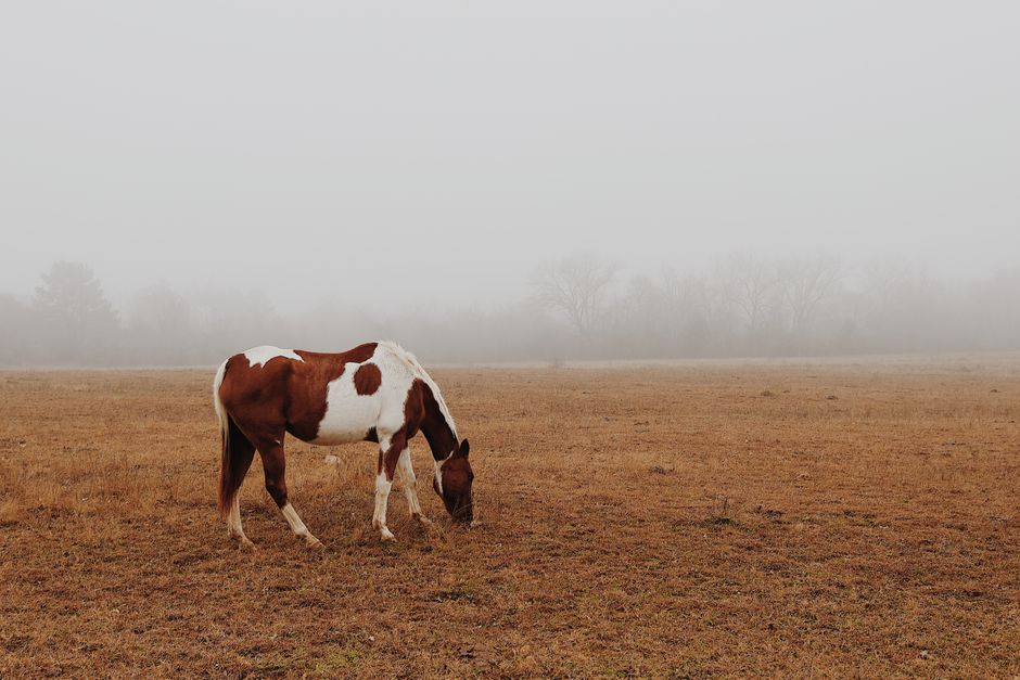 A lone horse grazes peacefully in a fog-covered grassy field, evoking calmness.