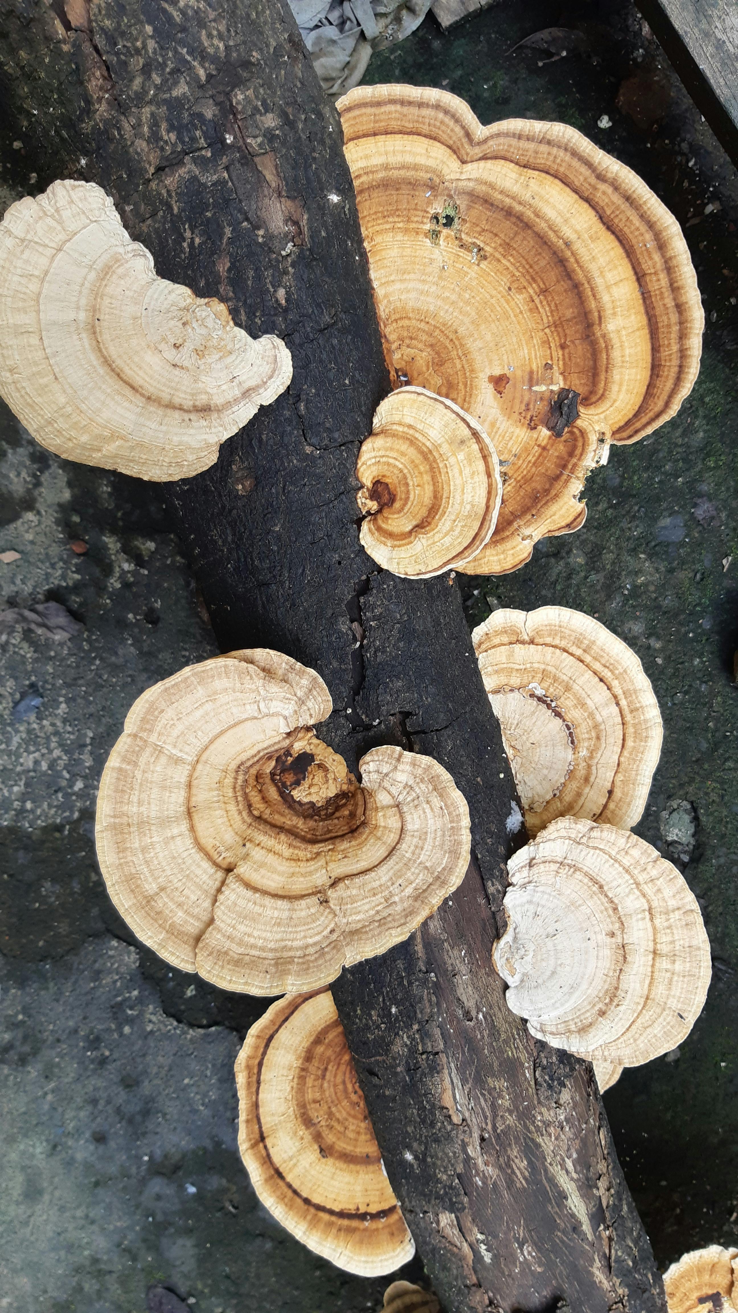 A detailed photograph of a Turkey Tail mushroom growing on a fallen log in an Auckland park.