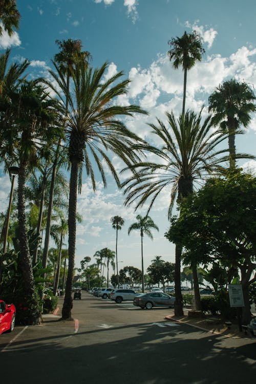 Low Angle Photo of Coconut Trees