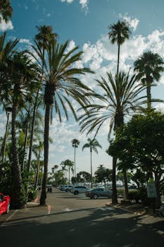 蔚蓝的天空下，风景优美的停车区周围环绕着高大的棕榈树