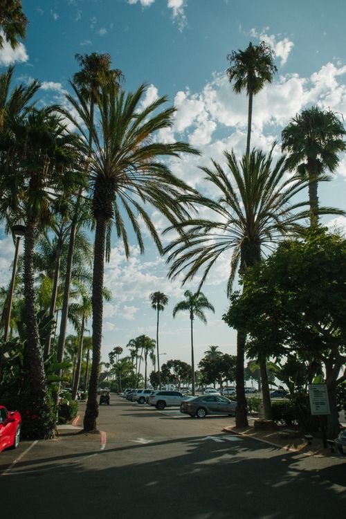 Free A scenic parking area surrounded by tall palm trees under a clear blue sky. Stock Photo