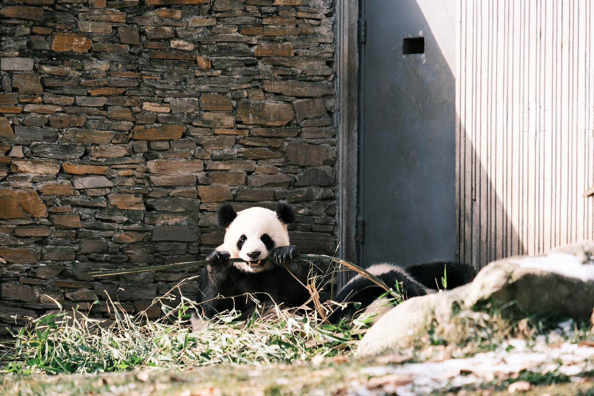 Giant panda eating bamboo in a zoo enclosure with a stone wall background.