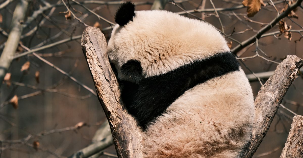 Panda Fall Tree Panda Resting on Tree in Autumn Forest · Free Stock Photo